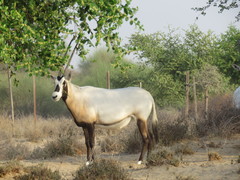 Oryx leucoryx
