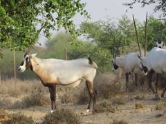 Oryx leucoryx