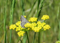Celastrina echo sidara