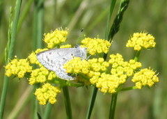 Celastrina echo sidara