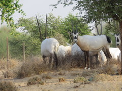 Oryx leucoryx