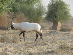 Oryx leucoryx