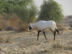 Oryx leucoryx
