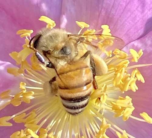 iNaturalist observation photo of Western Honey Bee
