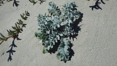 Cirsium rhothophilum