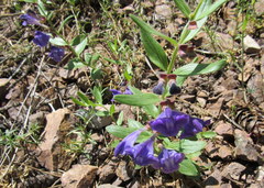 Scutellaria brittonii