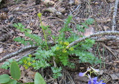 Cymopterus hallii