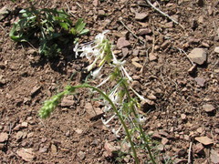 Ipomopsis aggregata candida