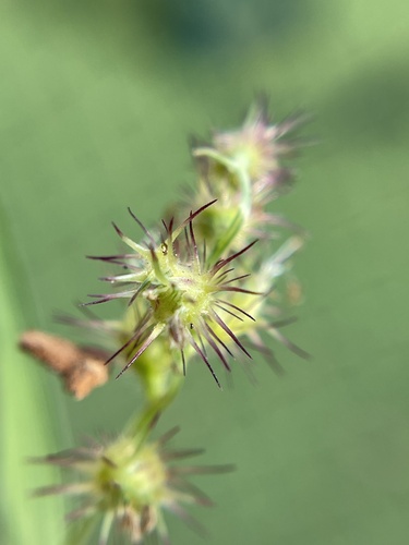 Cenchrus echinatus
