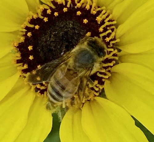 iNaturalist observation photo of Western Honey Bee