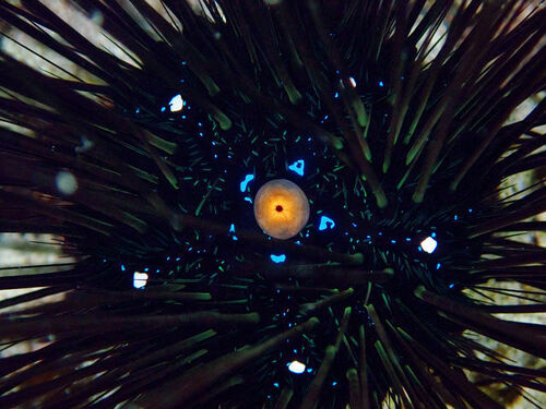 Black Longspine Urchin, photo 5 of 10