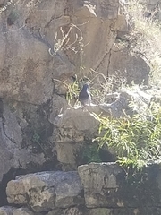 Columba livia
