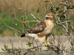 Buteo japonicus