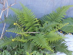 Pityrogramma calomelanos aureoflava