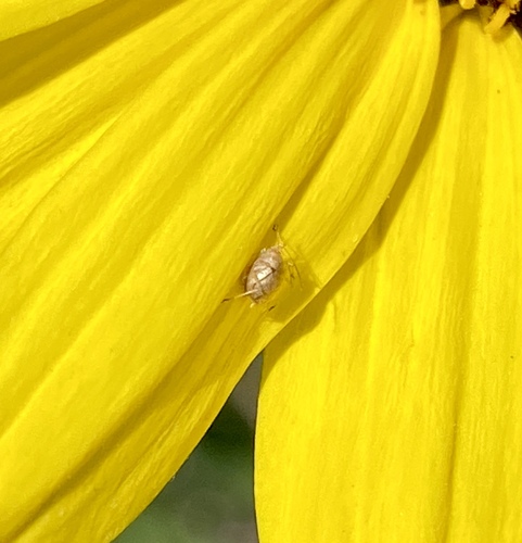 iNaturalist observation photo of Macrosiphini