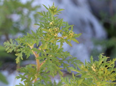 Ambrosia artemisiifolia