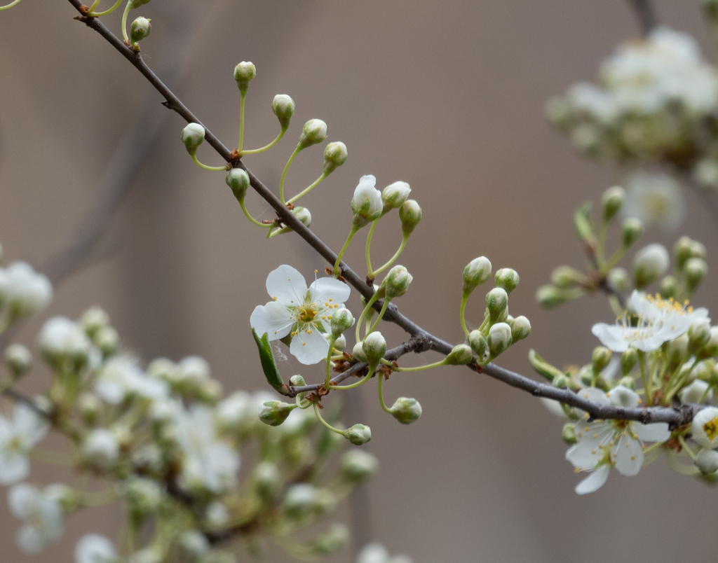 Prunus salicina (Japanese Plum)