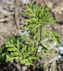 Ambrosia artemisiifolia