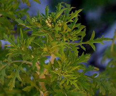 Ambrosia artemisiifolia