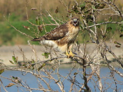 Buteo japonicus