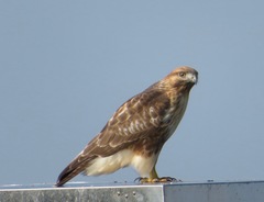 Buteo japonicus