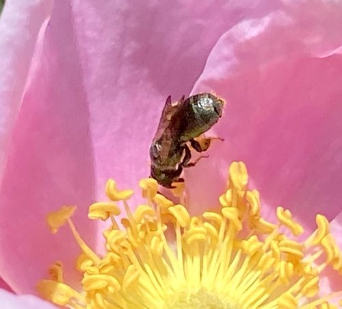 iNaturalist observation photo of Zadontomerus