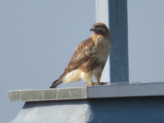 Buteo japonicus