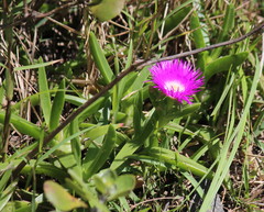 Carpobrotus dimidiatus
