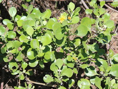 Osteospermum moniliferum