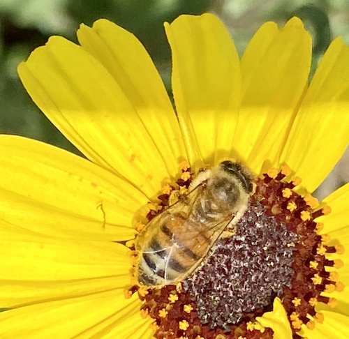 iNaturalist observation photo of Western Honey Bee