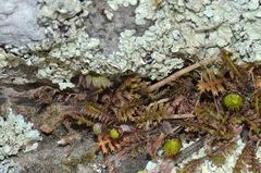 Leptinella pusilla