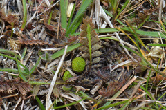 Leptinella pusilla