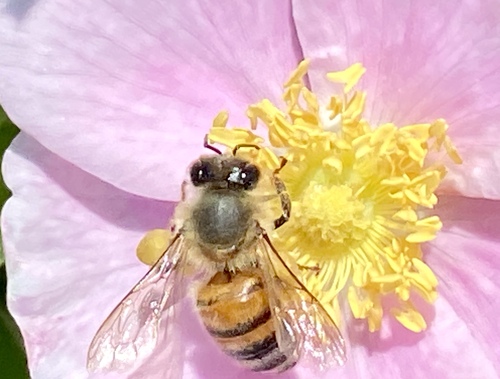 iNaturalist observation photo of Western Honey Bee