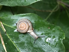 Bradybaena similaris