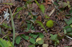 Leptinella pusilla