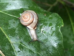 Bradybaena similaris