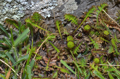 Leptinella pusilla