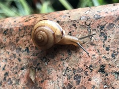 Bradybaena similaris