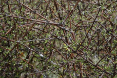 Olearia bullata
