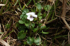 Viola cunninghamii