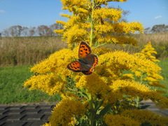 Lycaena phlaeas daimio