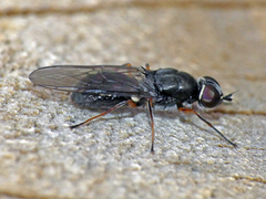 Acanthasargus palustris