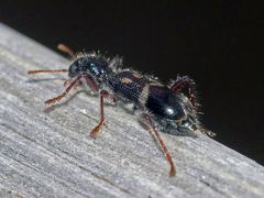 Neoscrobiger rauciceps