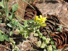 Physaria vitulifera