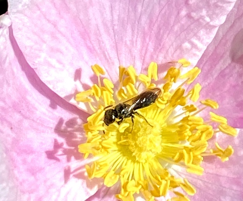 iNaturalist observation photo of Zadontomerus