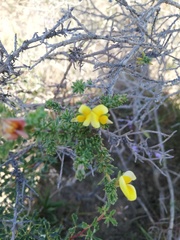 Aspalathus cymbiformis
