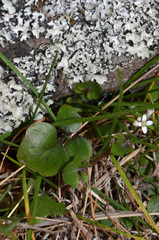 Cardamine intonsa