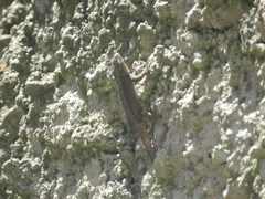 Sceloporus grammicus