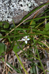 Cardamine intonsa