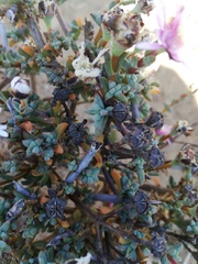 Lampranthus leptaleon